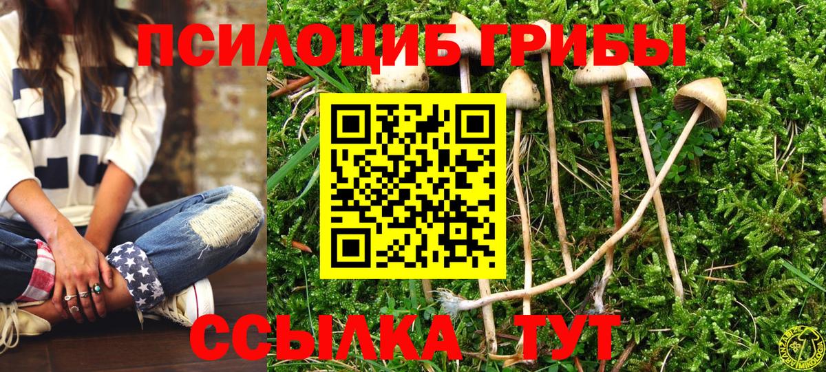 Псилоцибиновые грибы Psilocybine cubensis Калининград